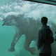 The Elephant Drowning show can be viewed every day at SeaWorld at 11 a.m., 1 p.m, and 3 p.m. in Shamu Stadium.